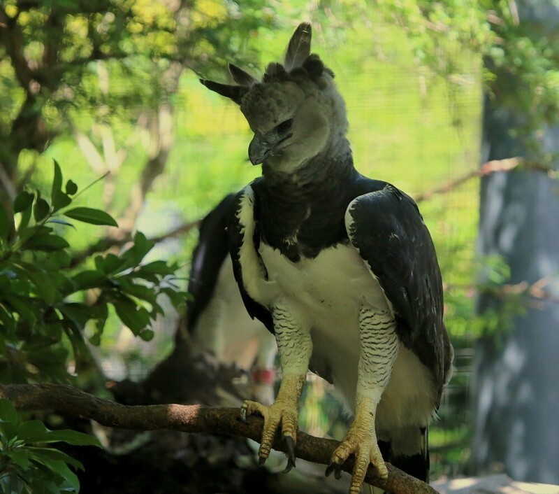 Гарпия — удивительная птица из Южной Америки