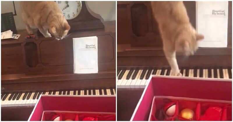Кот решил слезть с пианино и пожалел об этом