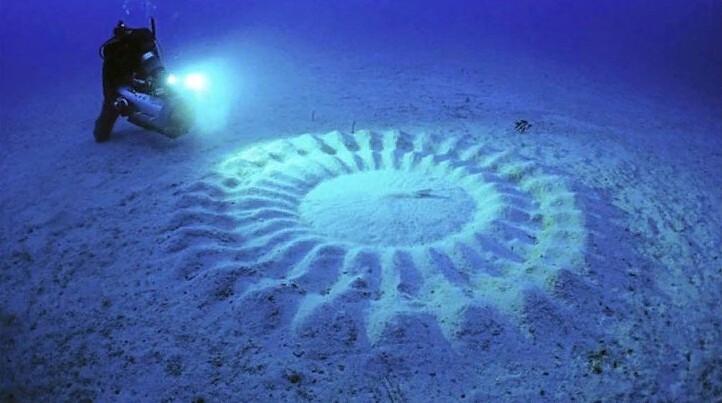 Подводные круги, созданные самцами фугу