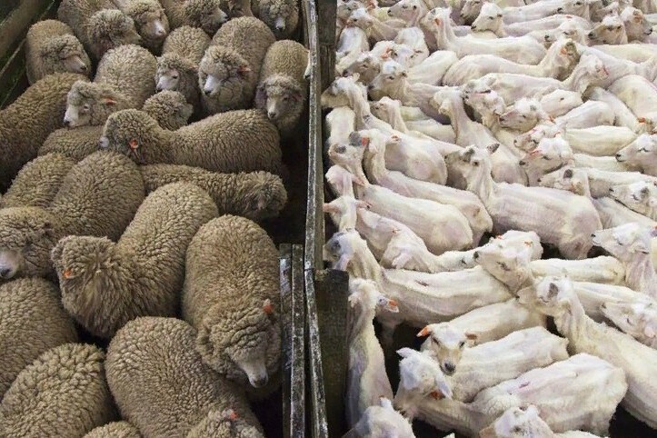 Стадо овец до и после стрижки
