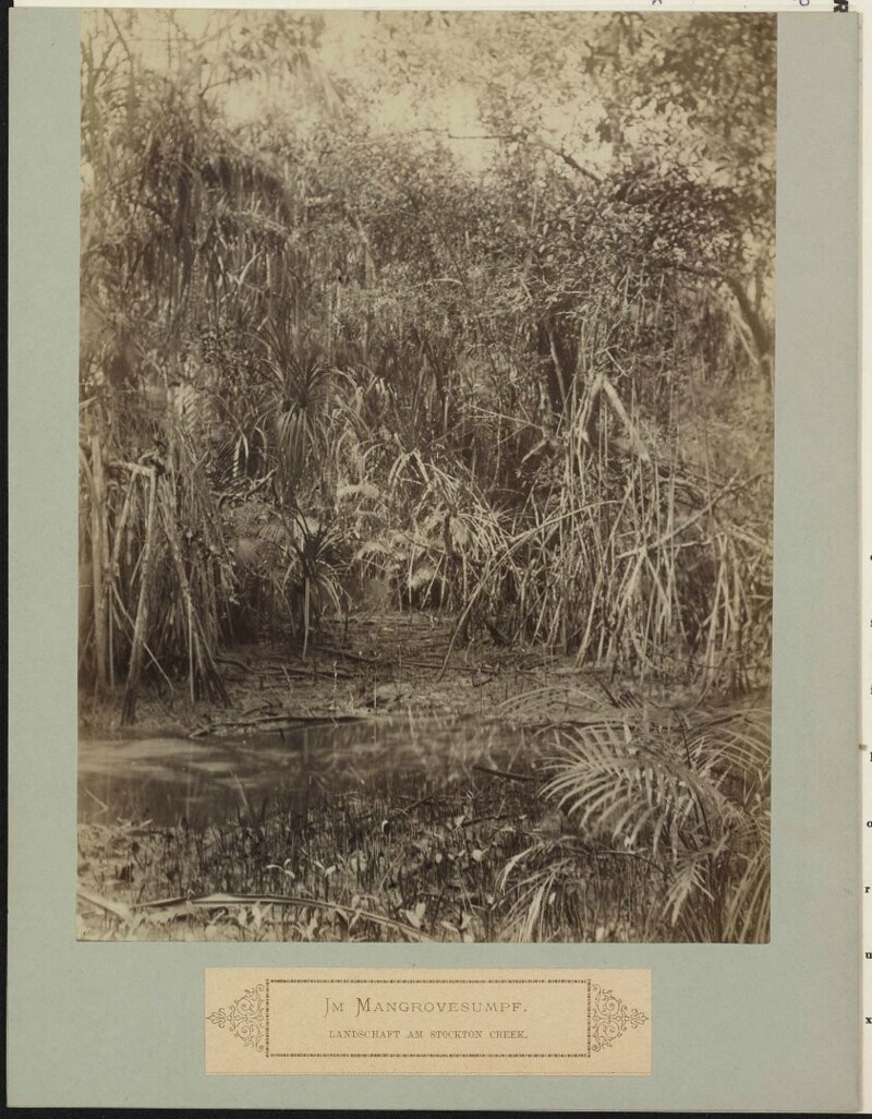 Мангровые заросли на Стоктон-Крик. 1886