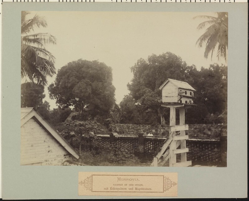 Сад в Монровии с кокосовыми пальмами и манго.1886