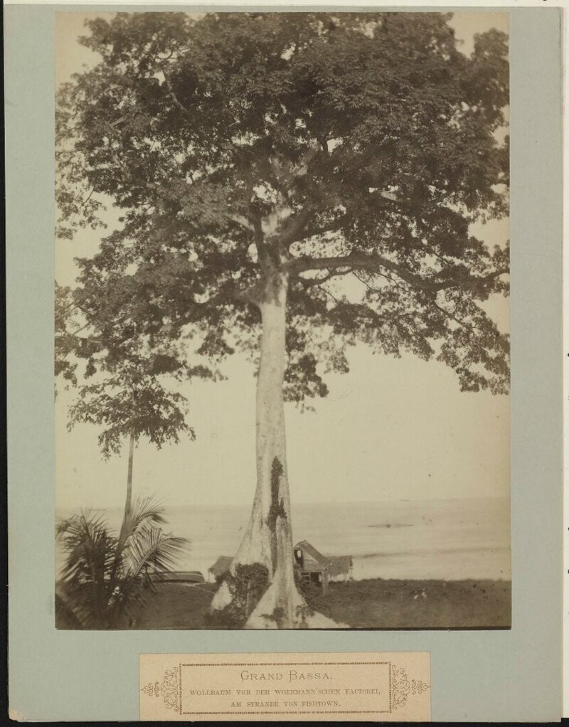 Пальмы на пляже в Фиштауне, возле фактории Вермана в графстве Ривер-Ги. 1887