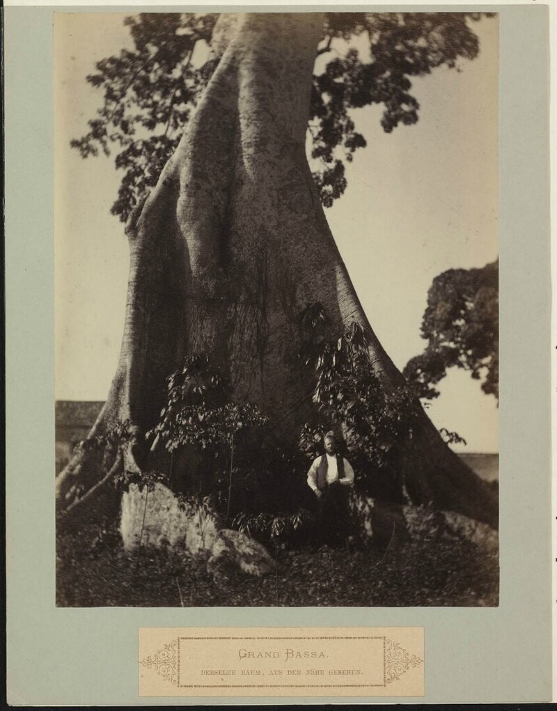 Подножья священного дерева в графстве Гранд-Баса. Либерия. 1887