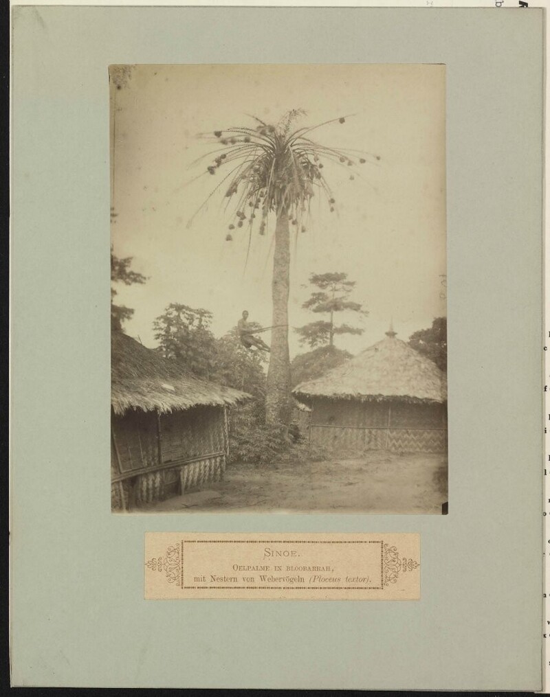 Пальмы на мысе Блубарра с гнездами ткачика. Либерия. 1887