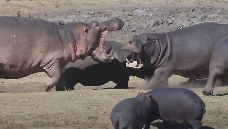 Самка бегемота заступилась за детёнышей в африканском заповеднике