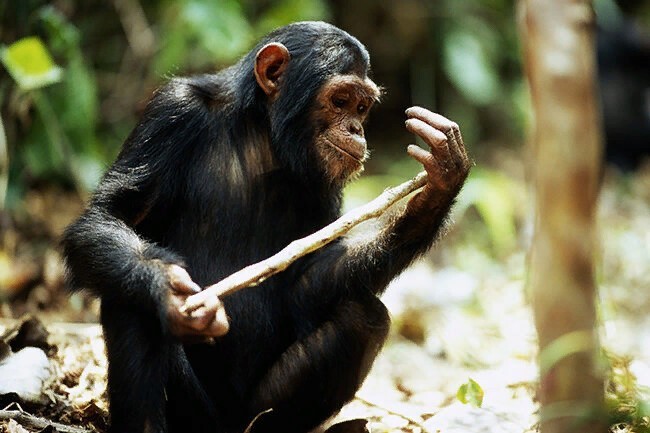 Детёныши шимпанзе играют с камушками и палочками так же, как дети играют в куклы
