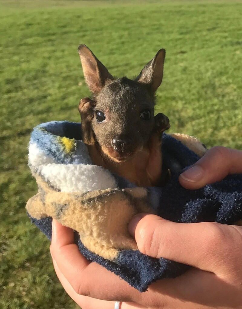Размер новорождённого кенгурёнка составляет всего 2 сантиметра