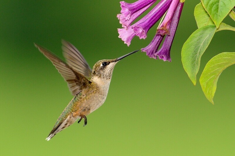 Колибри — единственная птица, способная летать задом наперёд