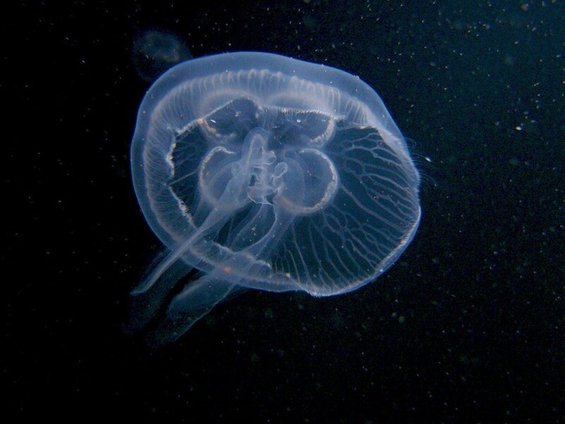 Медуза исчезнет, если оставить её под прямыми солнечными лучами