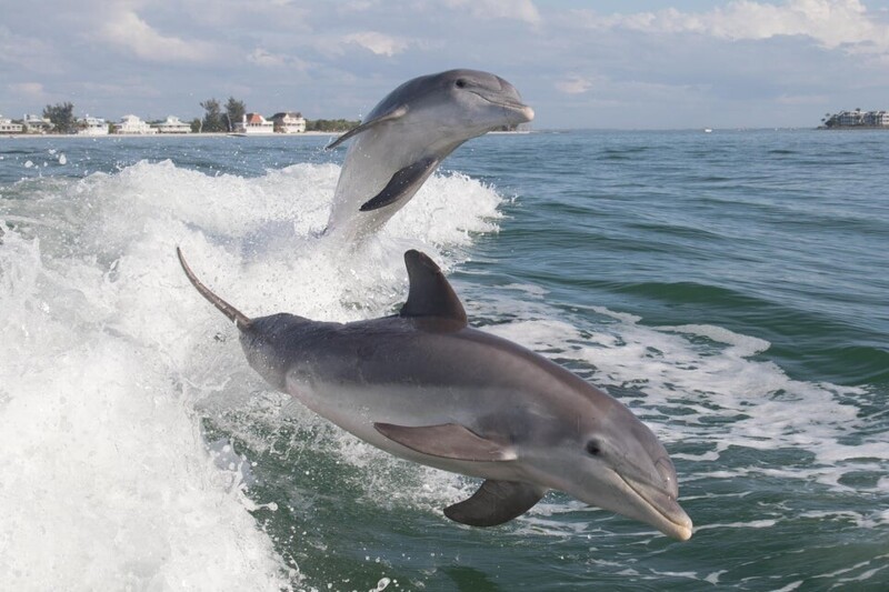 Дельфины знают имена всех своих друзей