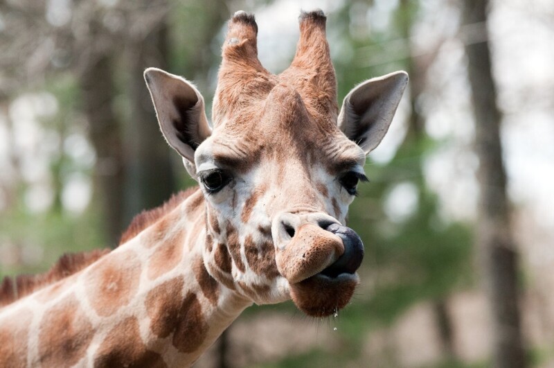 Жираф чистит уши собственным языком