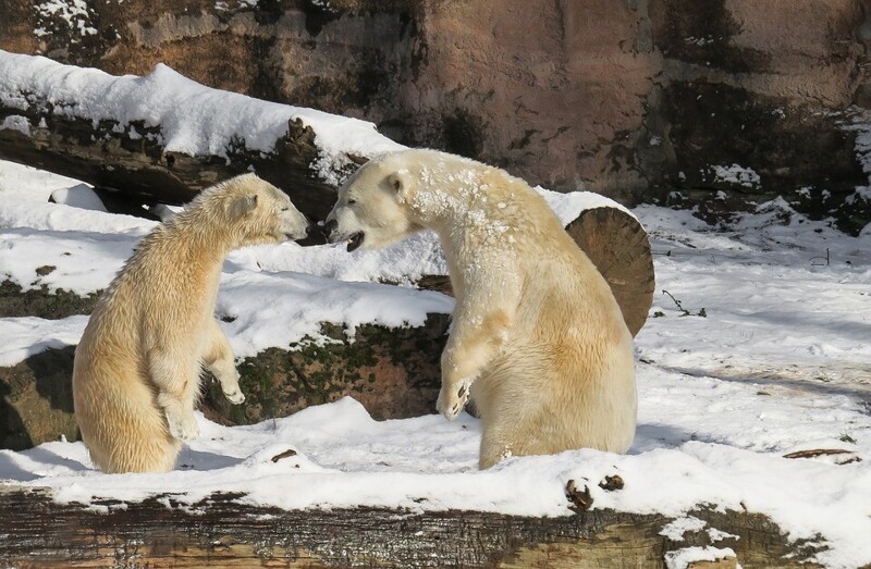 Белые медведи приветствуют друг друга соприкасаясь носами