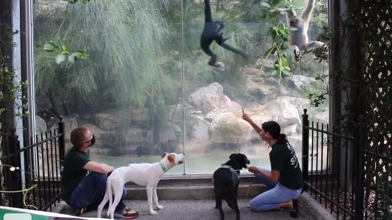 Собаки Элла и Карла познакомились с кучей обитателей зоопарка