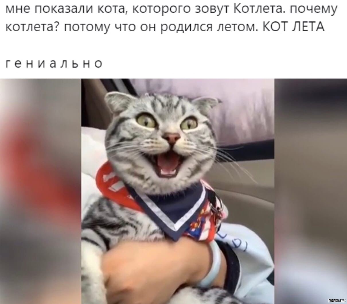 Как зовут вашего кота. Кота зовут котлета. Мне показали кота которого зовут котлета почему. Кот зовет. Котик с котлетками.