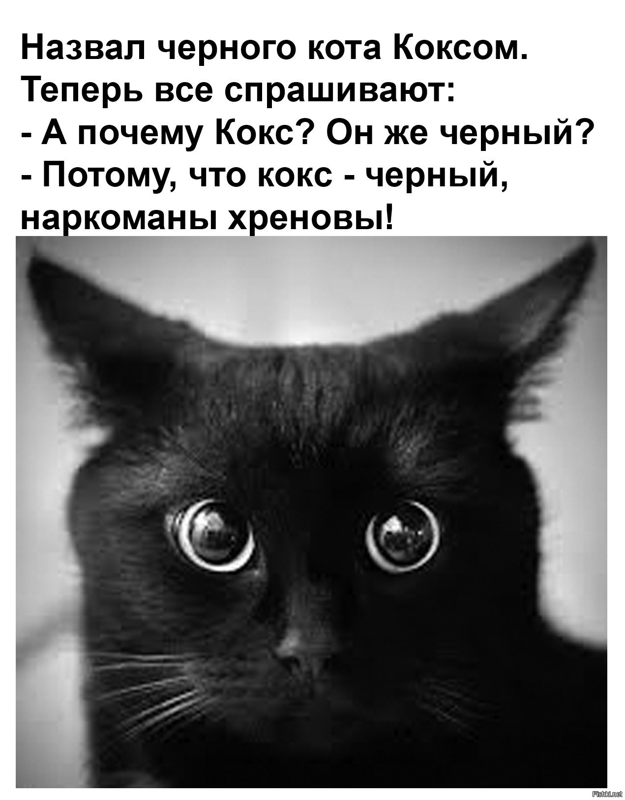 Включи кота называется. Чёрный кот. Фото кота. Назвал черного кота коксом. Кличка для черного кота.
