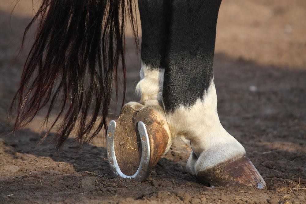 Ножная броня для защиты коня: зачем лошадям нужны подковы?
