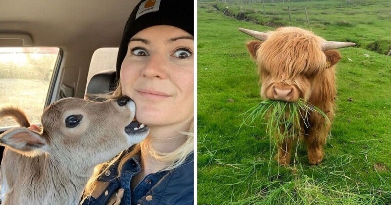18 фотографий с коровами, которые своей милотой могут посоревноваться с котиками