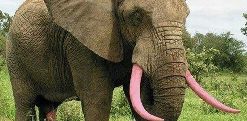 5. Зоозащитники придумали, как защитить слонов от браконьеров: они покрасили бивни животных розовой краской, которой помечают купюры в банках. Она не наносит вред животному, зато смыть ее невозможно. Такие бивни не нужны покупателям