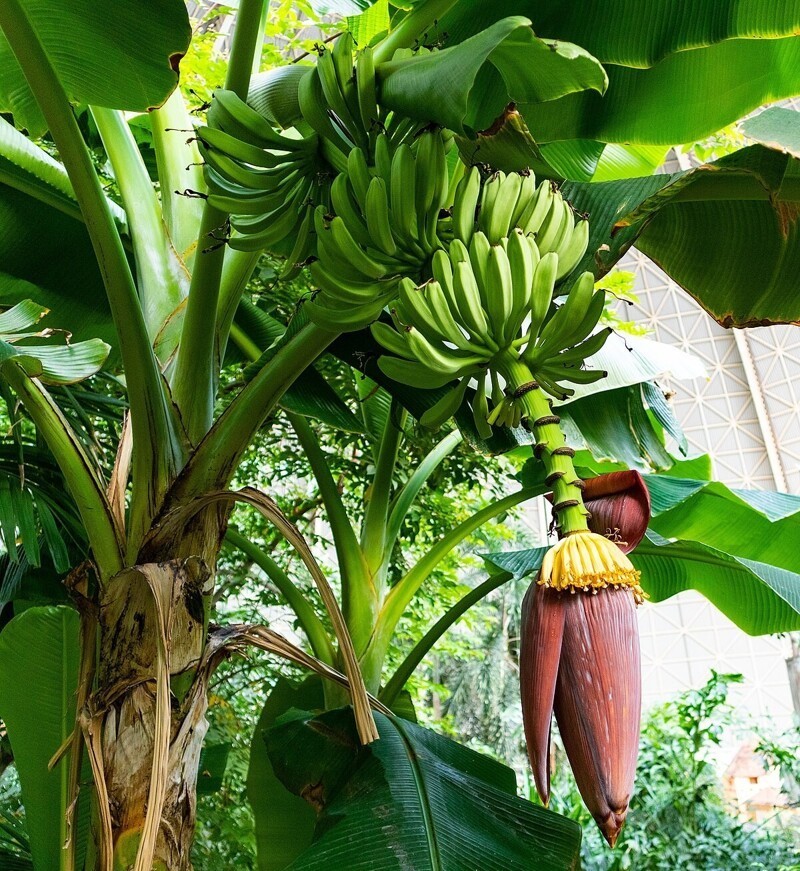 История еды: бананы