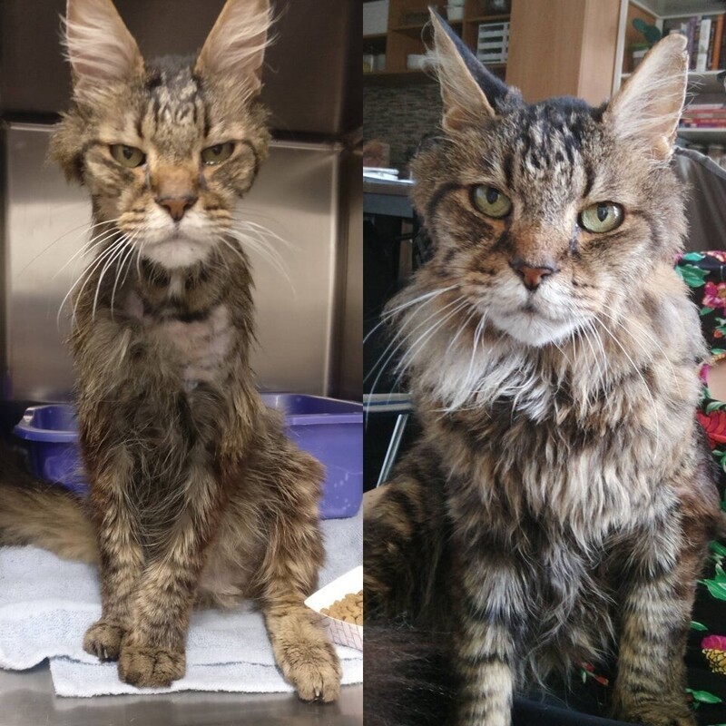 «Бобби Воблз — любящий трёхлапый кот до и после появления в нашем доме»