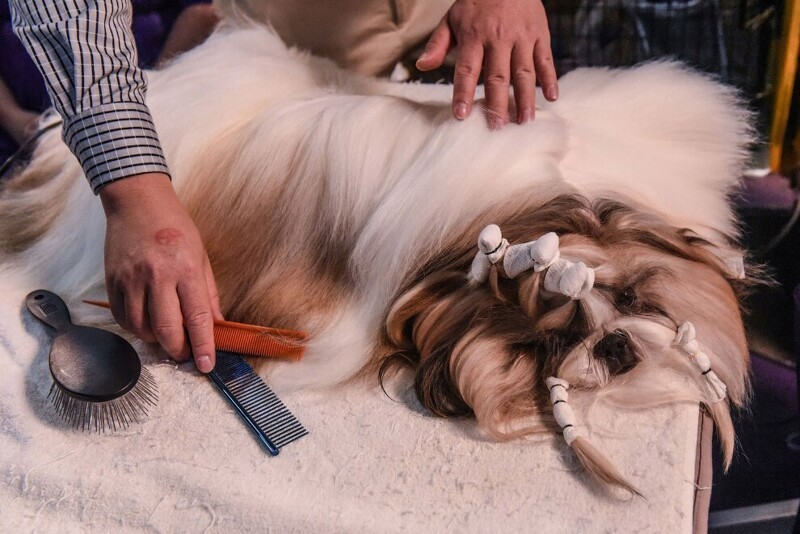 Подготовка к выходу на подиум проводится специальными собачьим парикмахерами. (Фото Stephanie Keith):