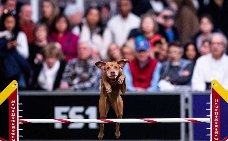 На выставке собак Westminster Kennel Club 2020 собаки не просто позируют, но и соревнуются. (Фото Johannes Eisele):