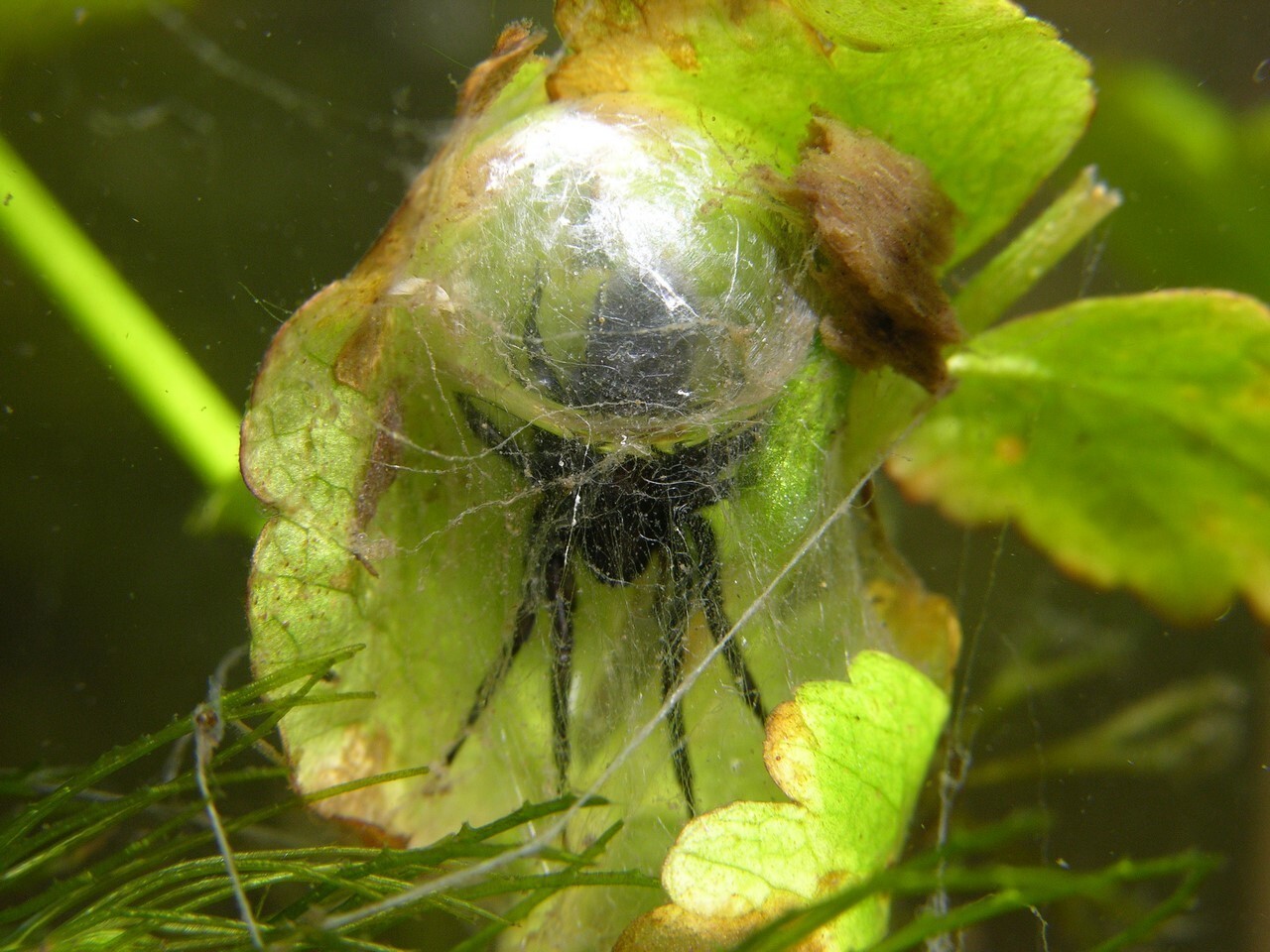 Водяной паук Argyroneta Aquatica