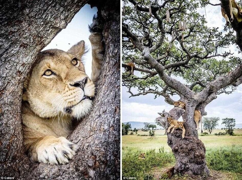 Дерево львов или как «царям зверей» пришлось прятаться от мух