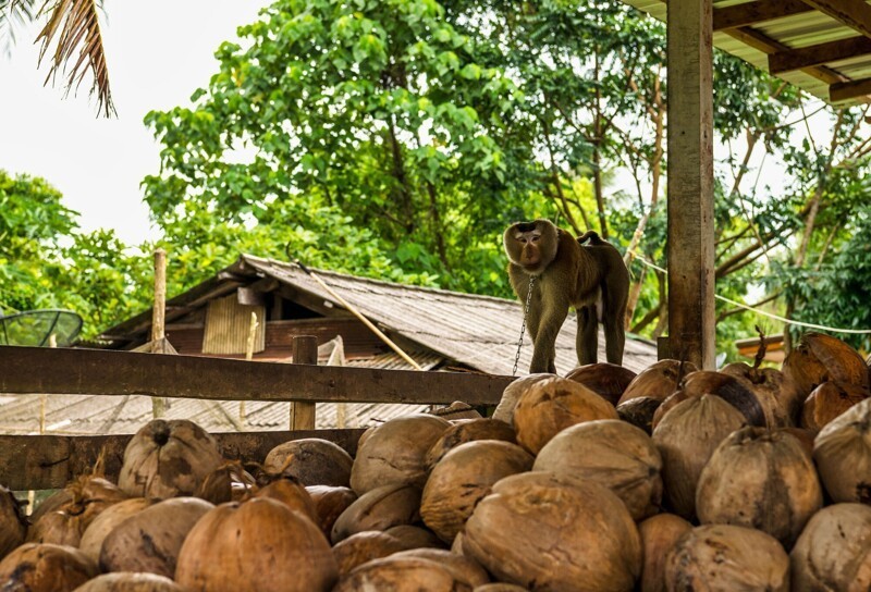 "Жизни обезьян имеют значение": в Британии отказались от кокосов, собранных макаками