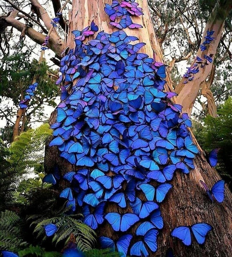 Природа удивительна: усеянное голубыми бабочками дерево в лесу