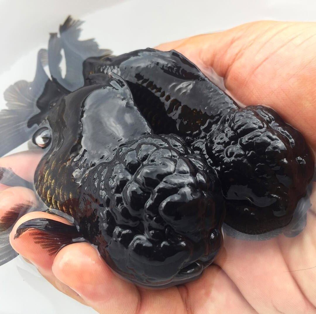 Аквариумные рыбки, похожие на ежевику - черная оранда