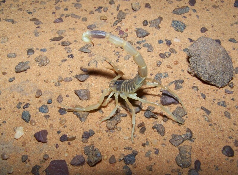 Самый ядовитый из скорпионов