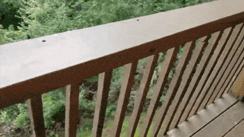 Медвежьи гифки