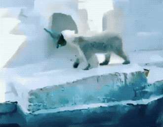 Медвежьи гифки