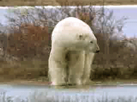 Медвежьи гифки