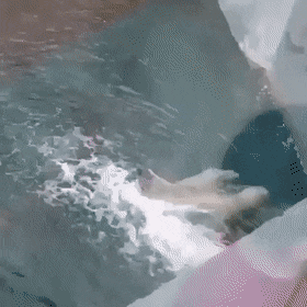 Медвежьи гифки