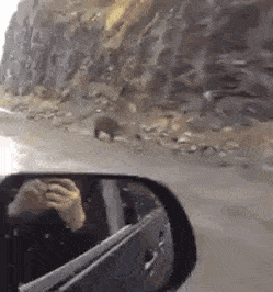 Медвежьи гифки