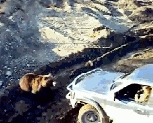 Медвежьи гифки