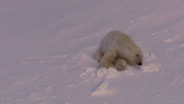 Медвежьи гифки