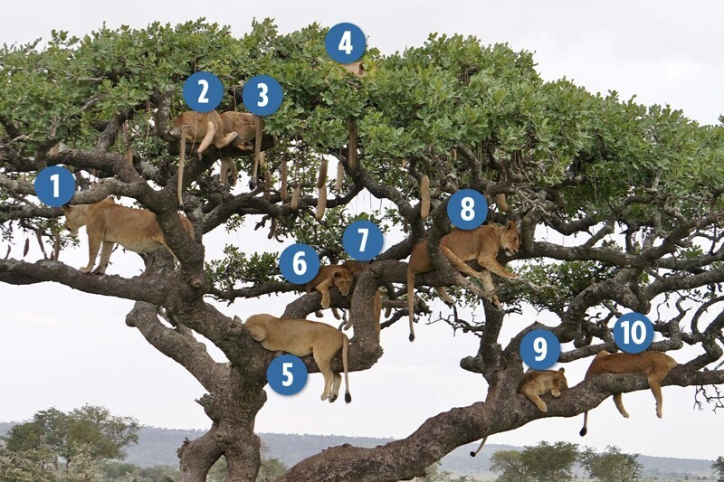Десять львиц решили подремать на ветвистом дереве
