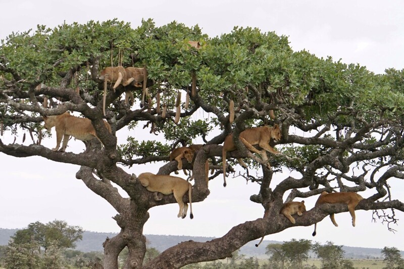 Десять львиц решили подремать на ветвистом дереве