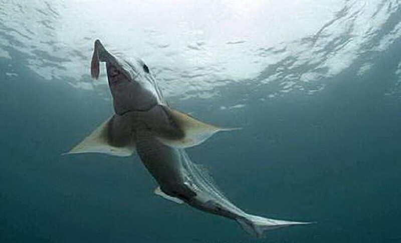 Акула - призрак или слоновая акула