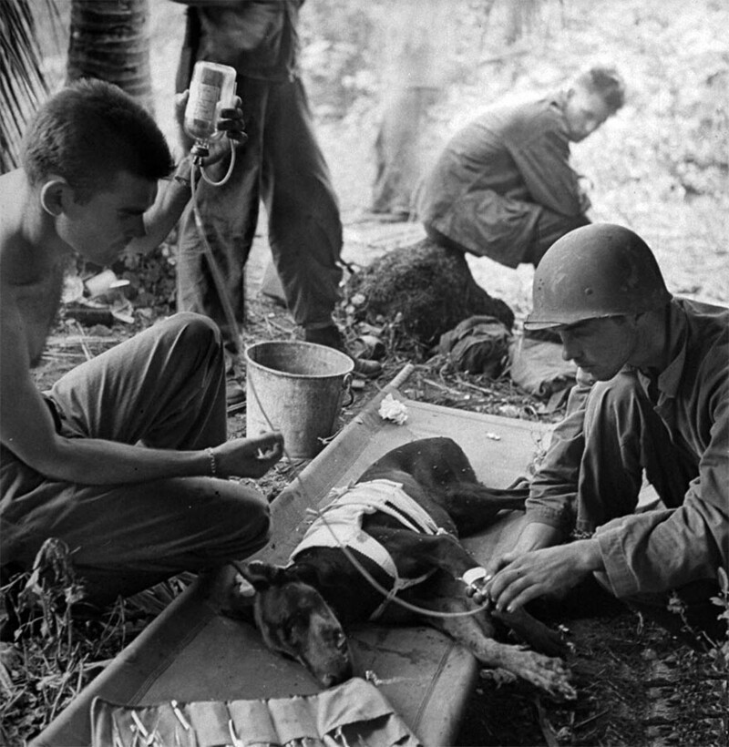 Раненая боевая собака во время действия на полуострове Opотe, 1944