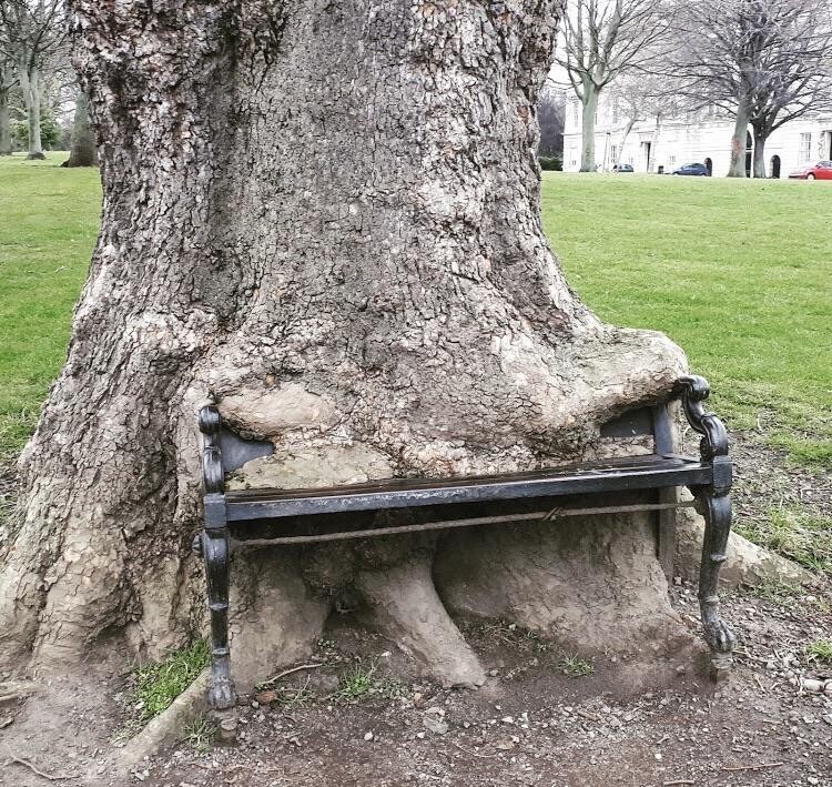 «Дерево поглотило скамейку»