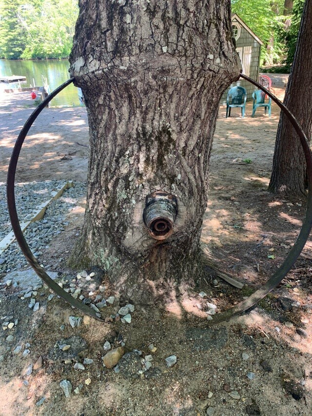 Как предметы врастают в деревья