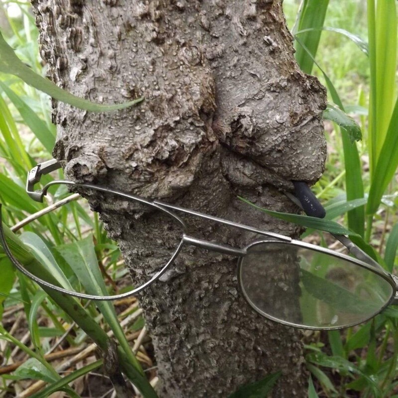 Дерево проросло сквозь потерянные кем-то очки