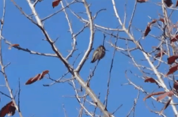 Пестрый мир пернатых