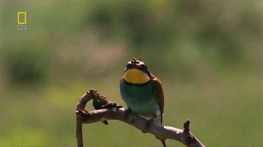 Пестрый мир пернатых