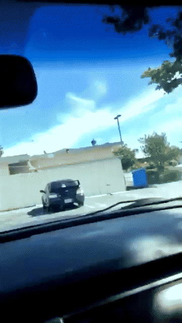 Пестрый мир пернатых